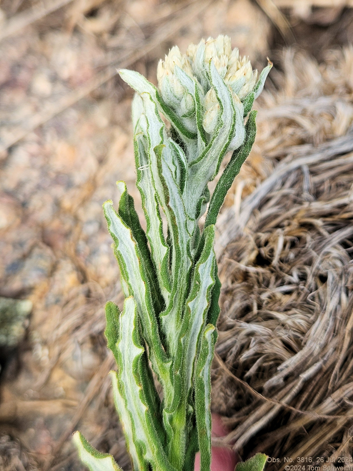 Asteraceae Gnaphalieae