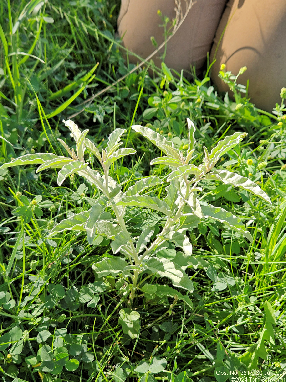 Solanaceae Solanum elaeagnifolium