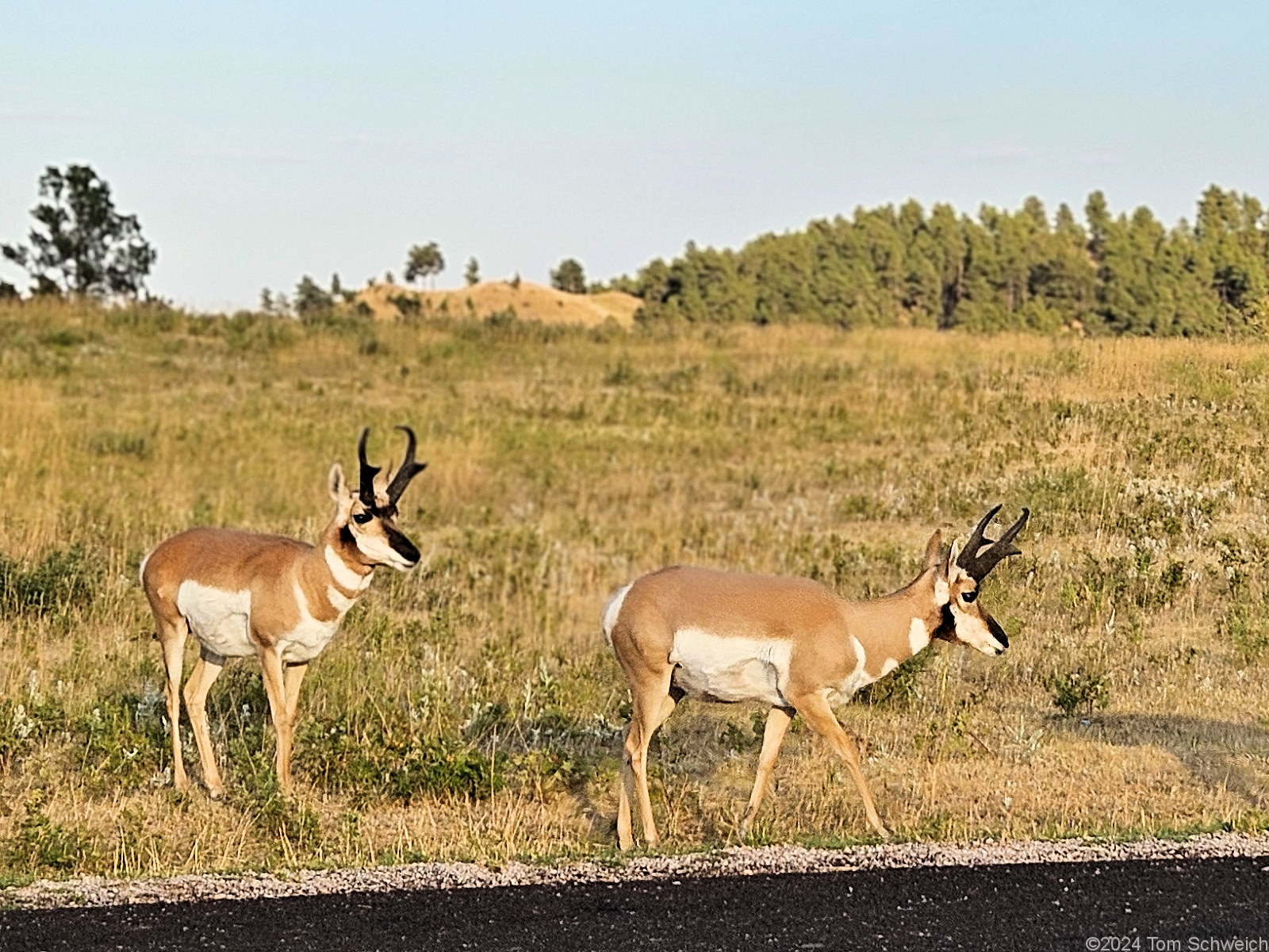 South Dakota, Lawrence County, Custer State Park