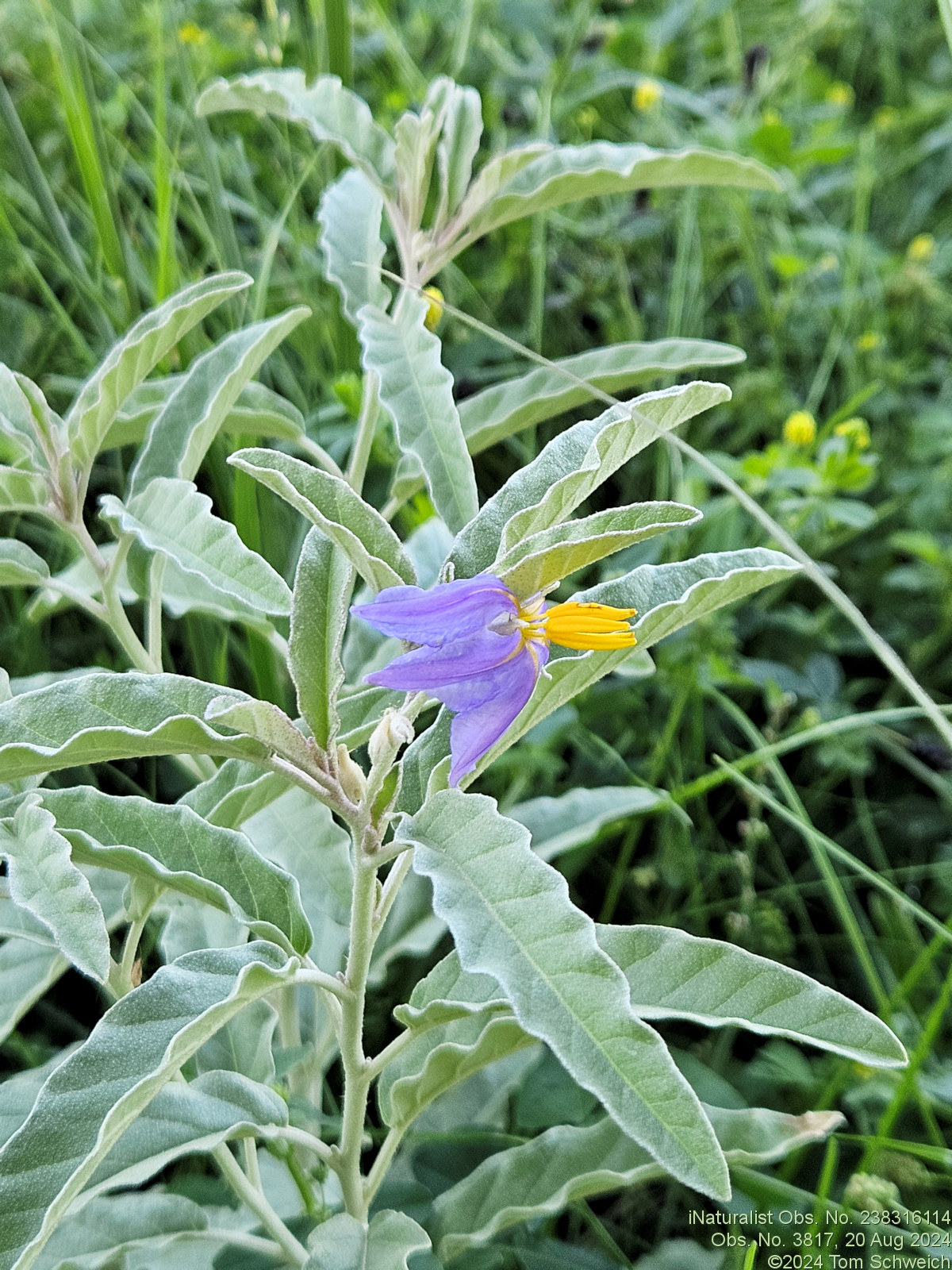 Solanaceae Solanum elaeagnifolium