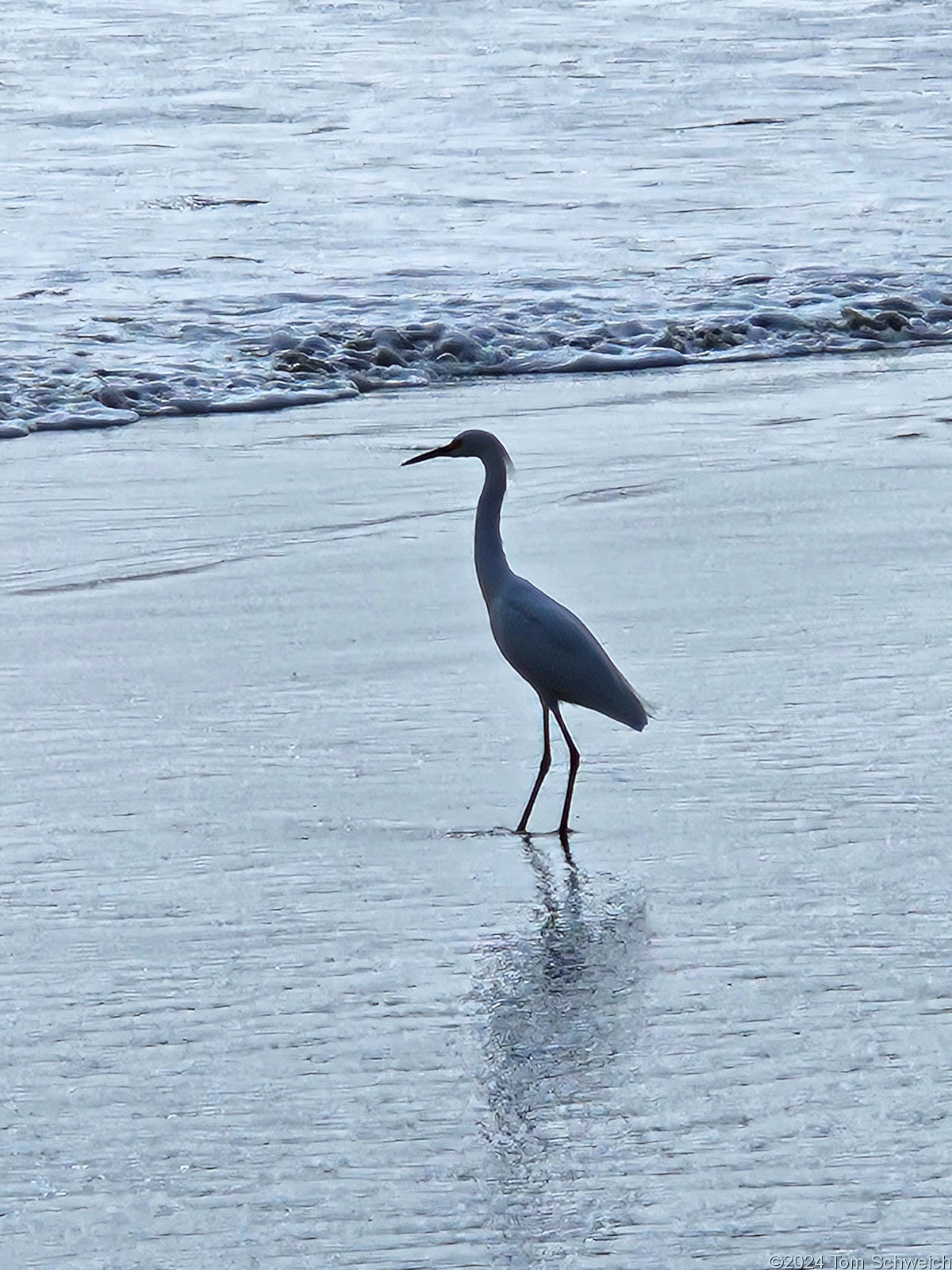 California, San Luis Obispo County, Avila Beach, Snowy Egret