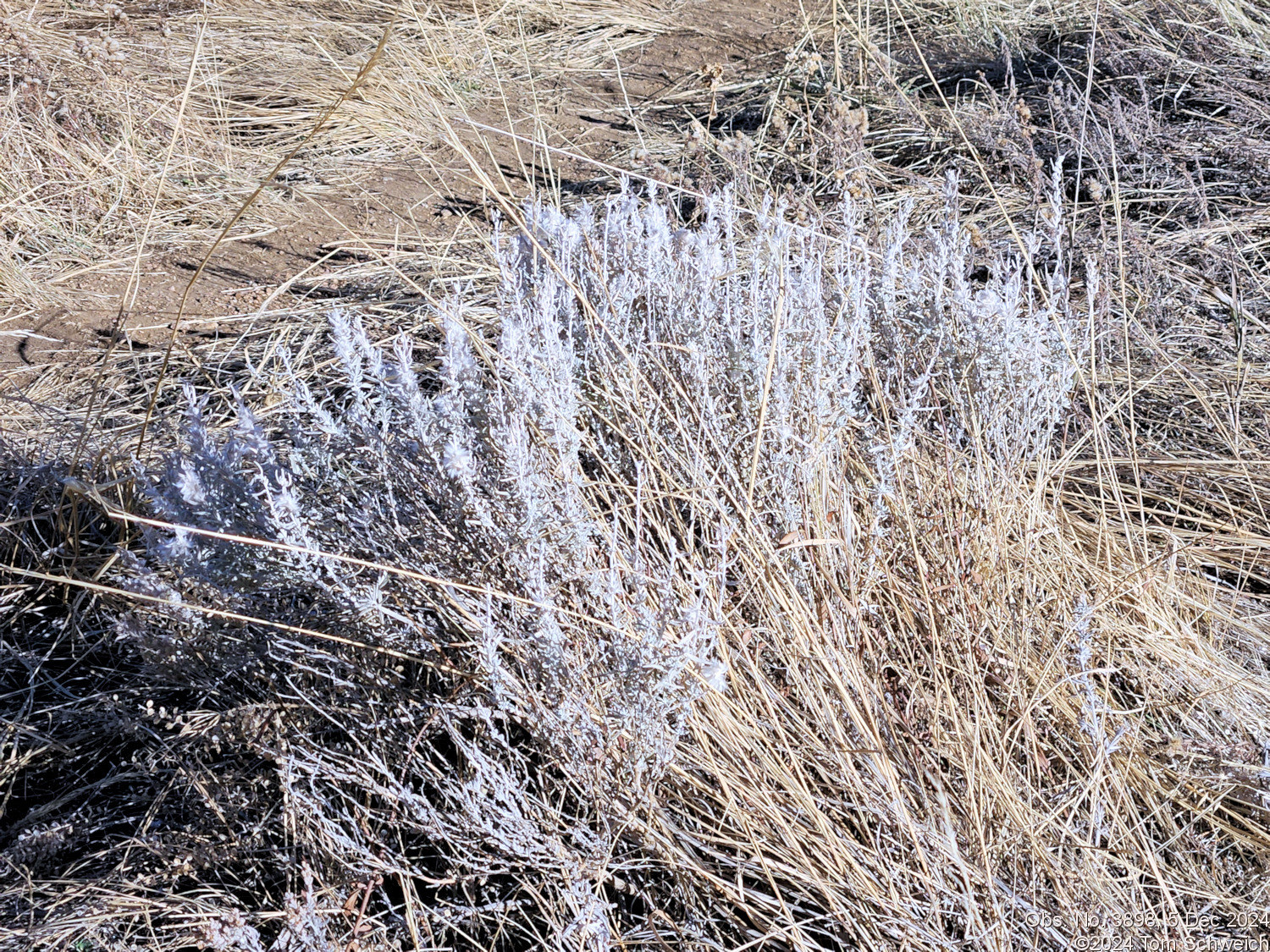 Chenopodiaceae Krascheninnikovia lanata