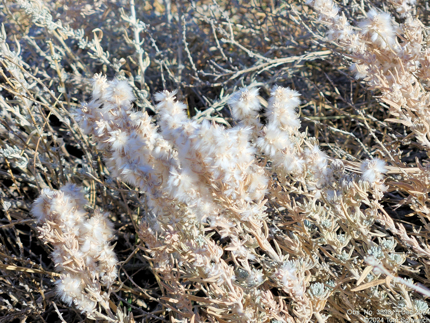 Chenopodiaceae Krascheninnikovia lanata