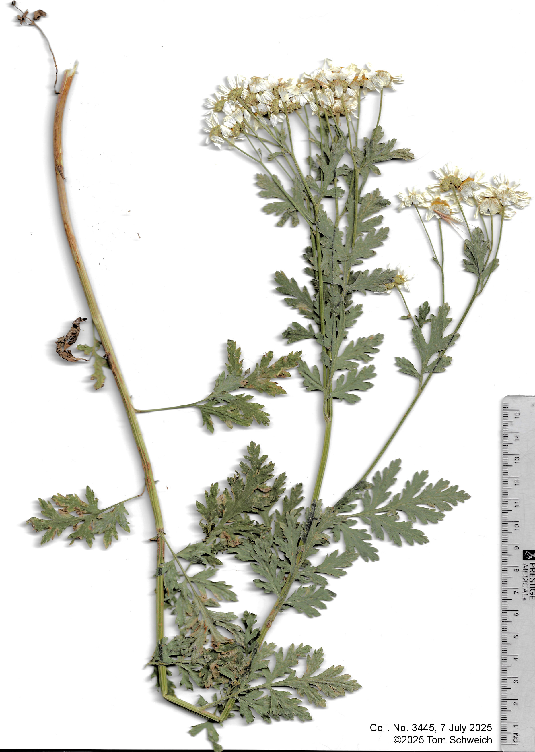 Asteraceae, Tanacetum parthenium