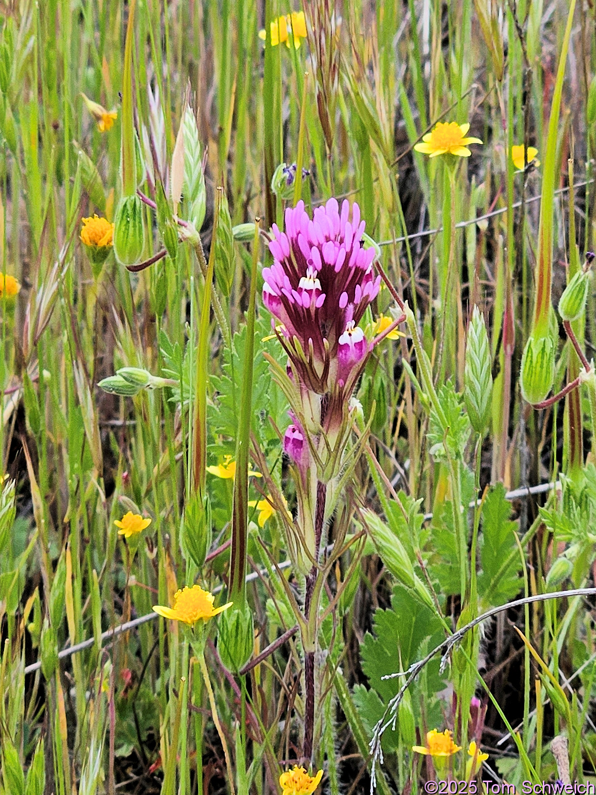 Orobanchaceae, Castilleja exserta