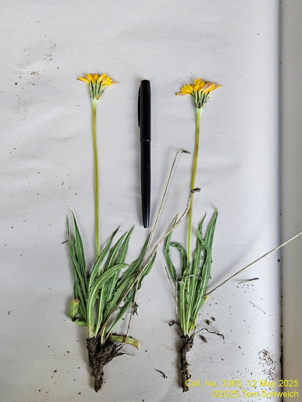 Asteraceae, Agoseris glauca