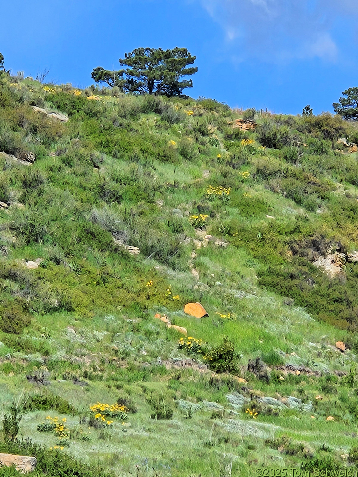 Asteraceae, Balsamorhiza sagitatta