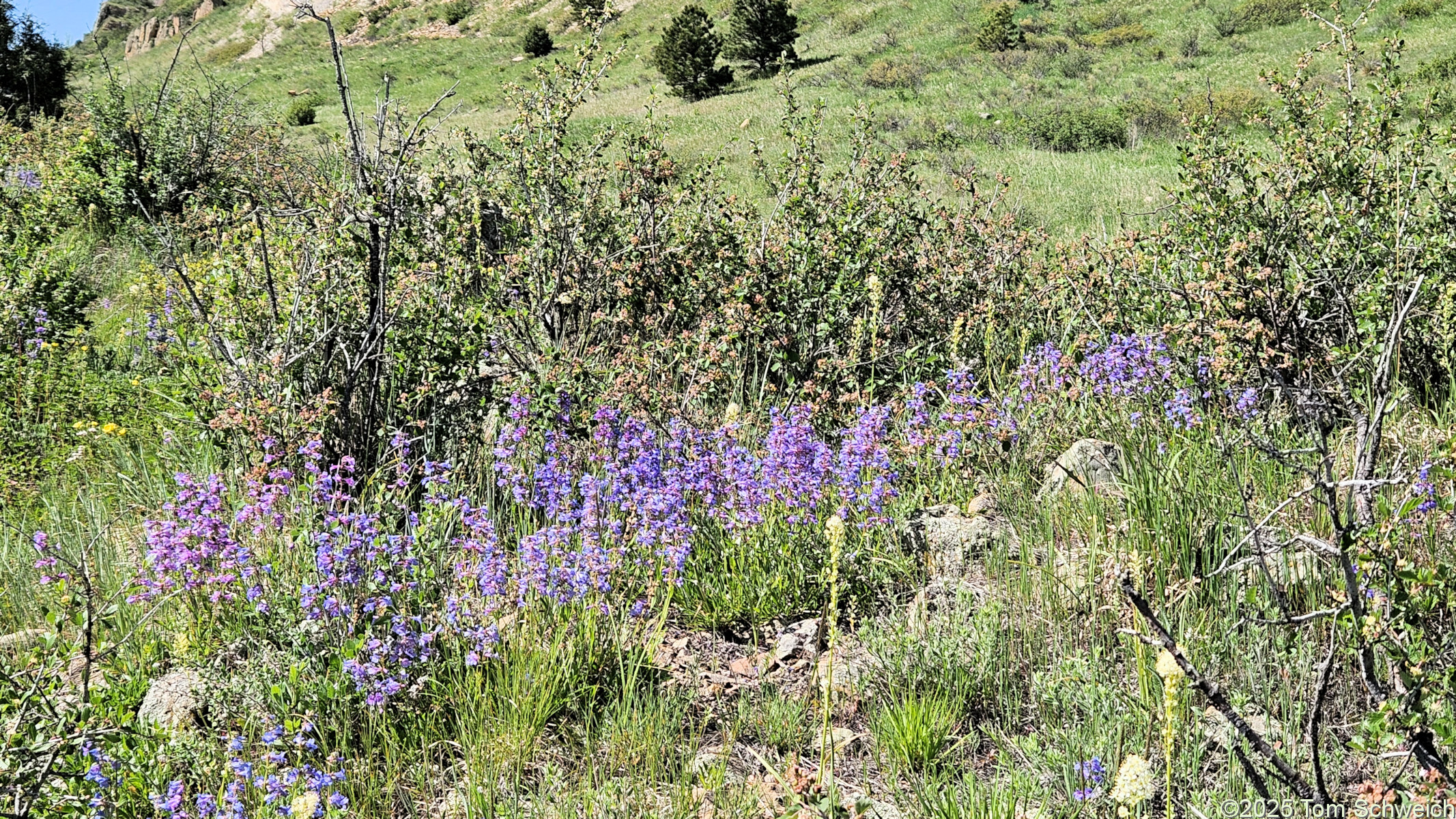 Plantaginaceae, Penstemon virens