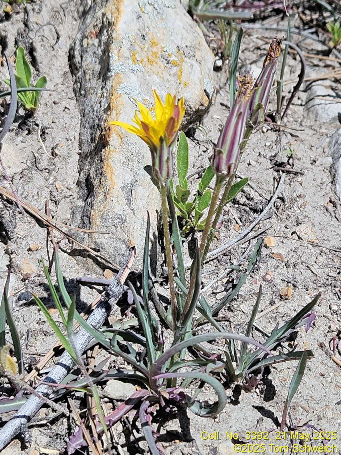 Asteraceae, Agoseris parviflora