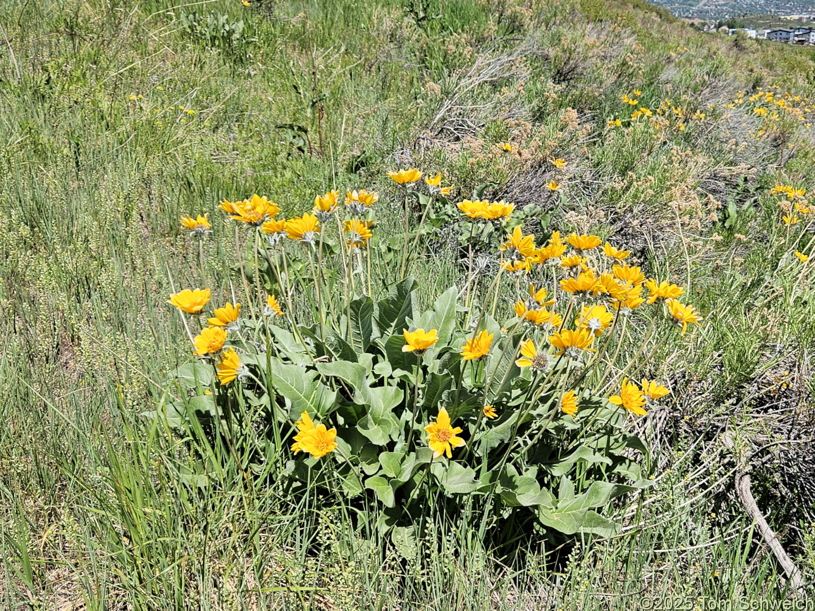 Asteraceae, Balsamorhiza sagitatta