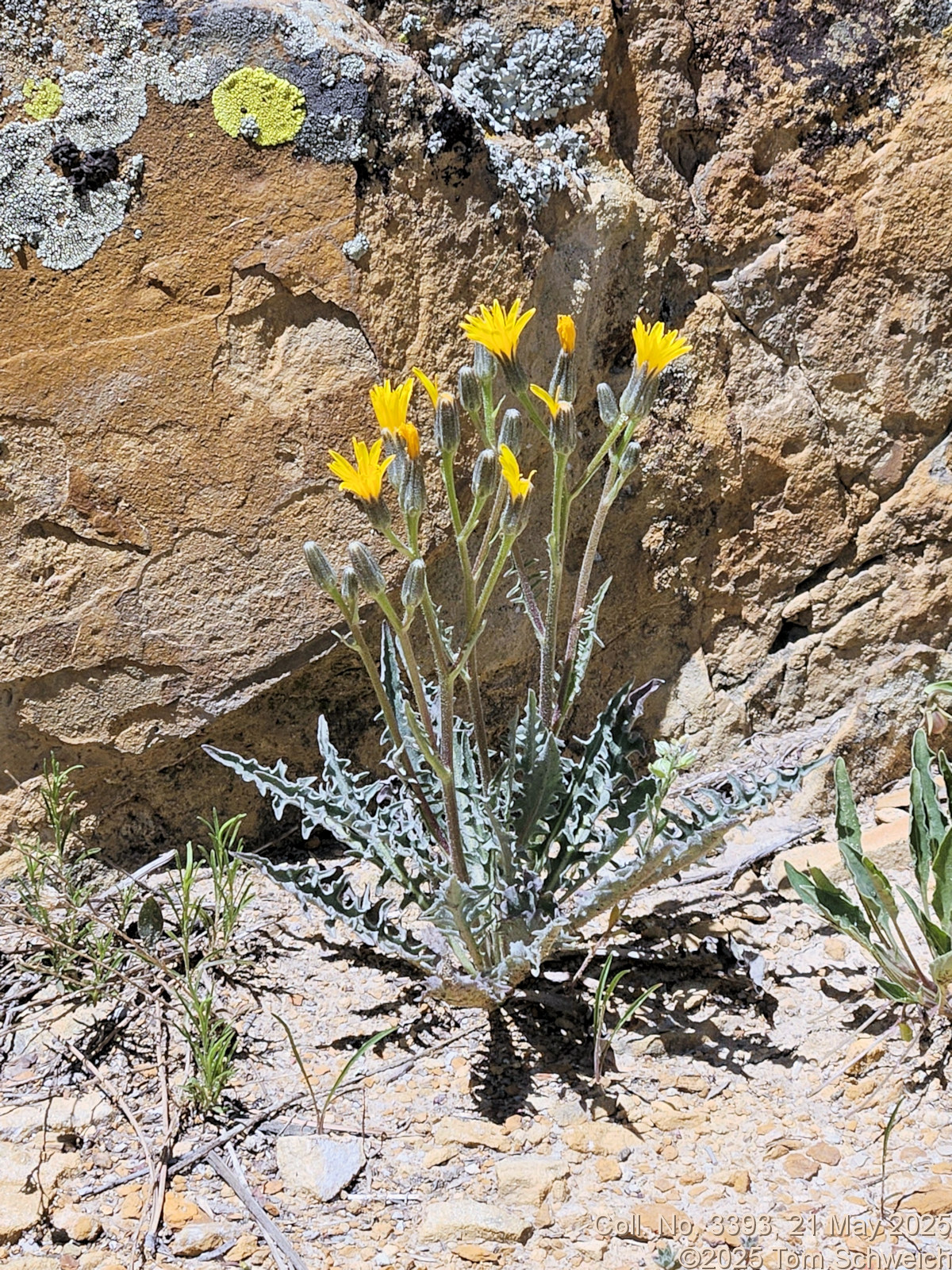 Asteraceae, Crepis occidentalis costata