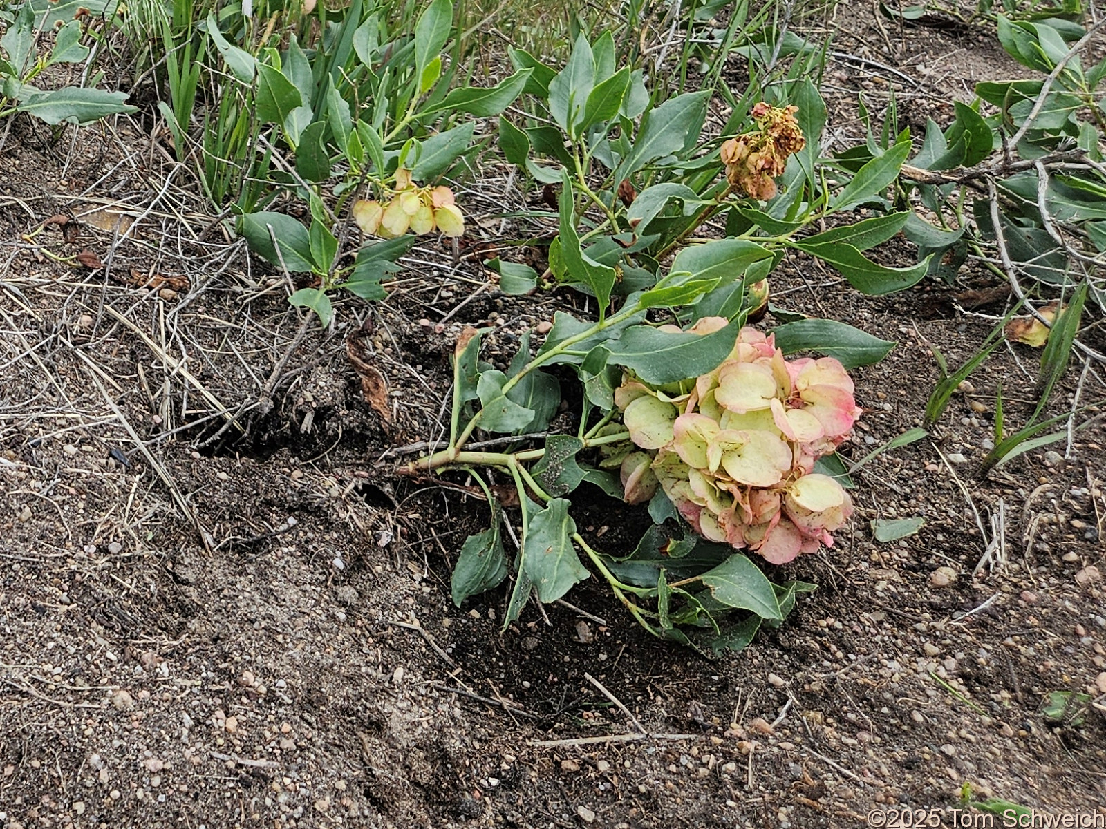 Polygonaceae, Rumex venosus