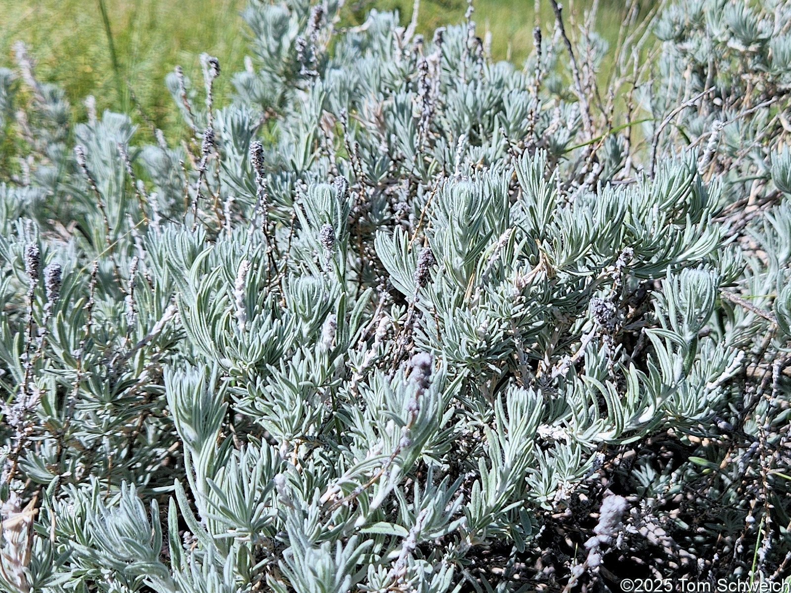 Chenopodiaceae, Krascheninnikovia lanata