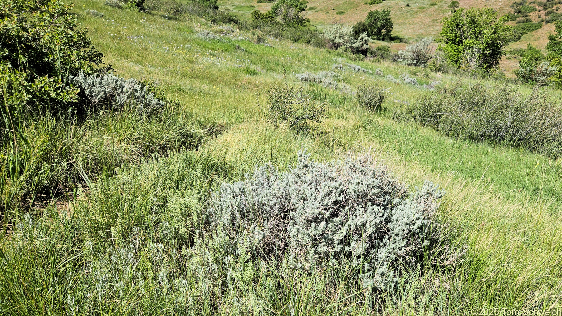 Chenopodiaceae, Krascheninnikovia lanata
