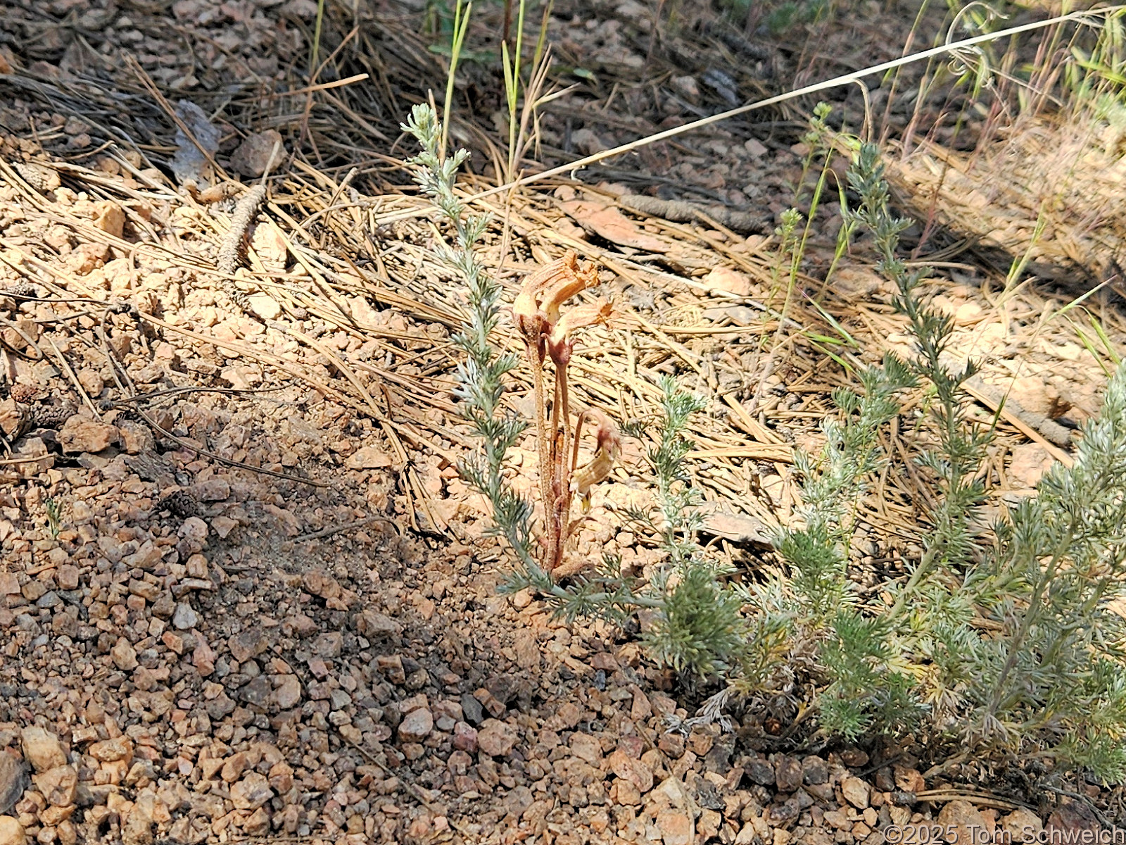 Orobanchaceae, Orobanche fasciculata