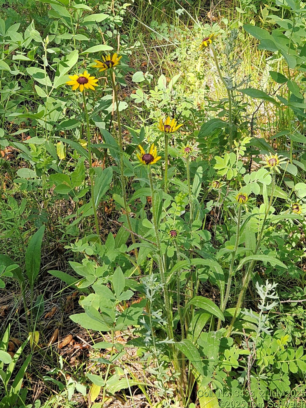 Asteraceae, Rudbeckia hirta pulchellum