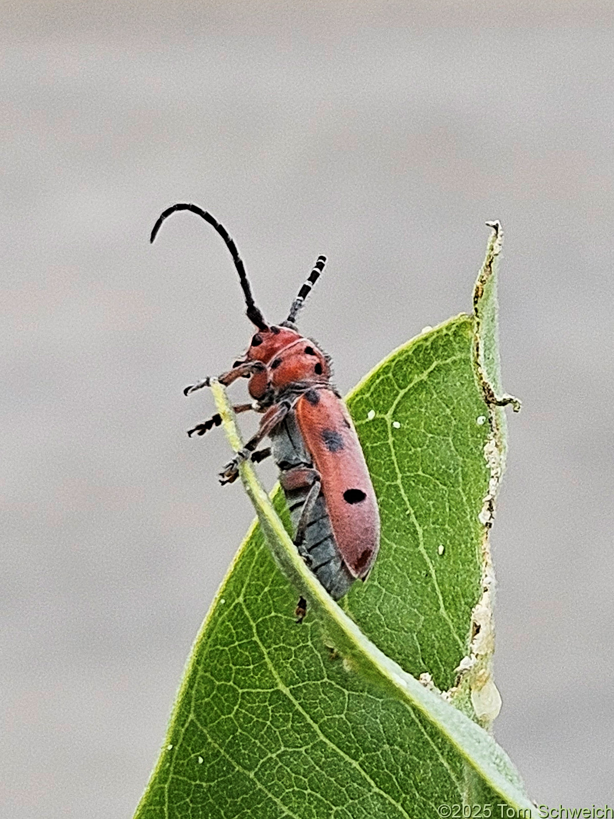 Tetraopes annulatus