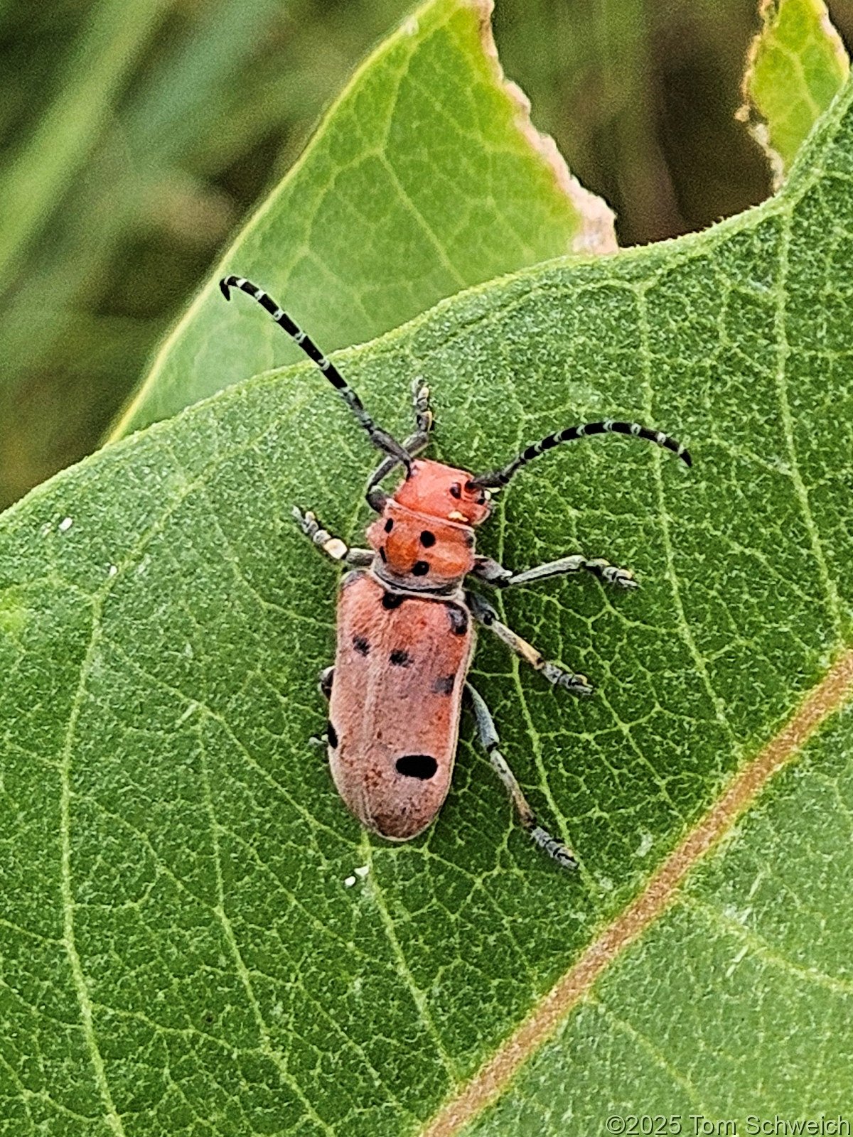 Tetraopes annulatus