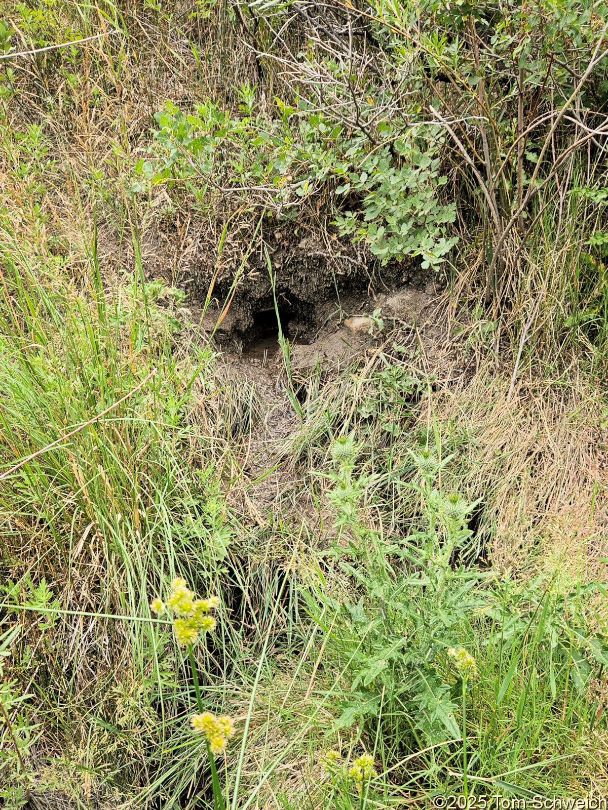 Colorado, Jefferson County, Golden, Parfet Open Space