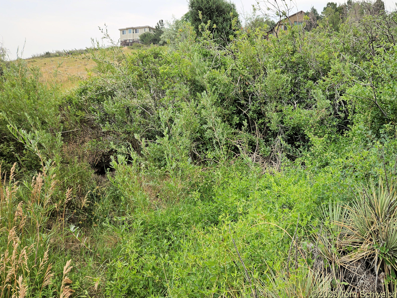 Colorado, Jefferson County, Golden, Parfet Open Space