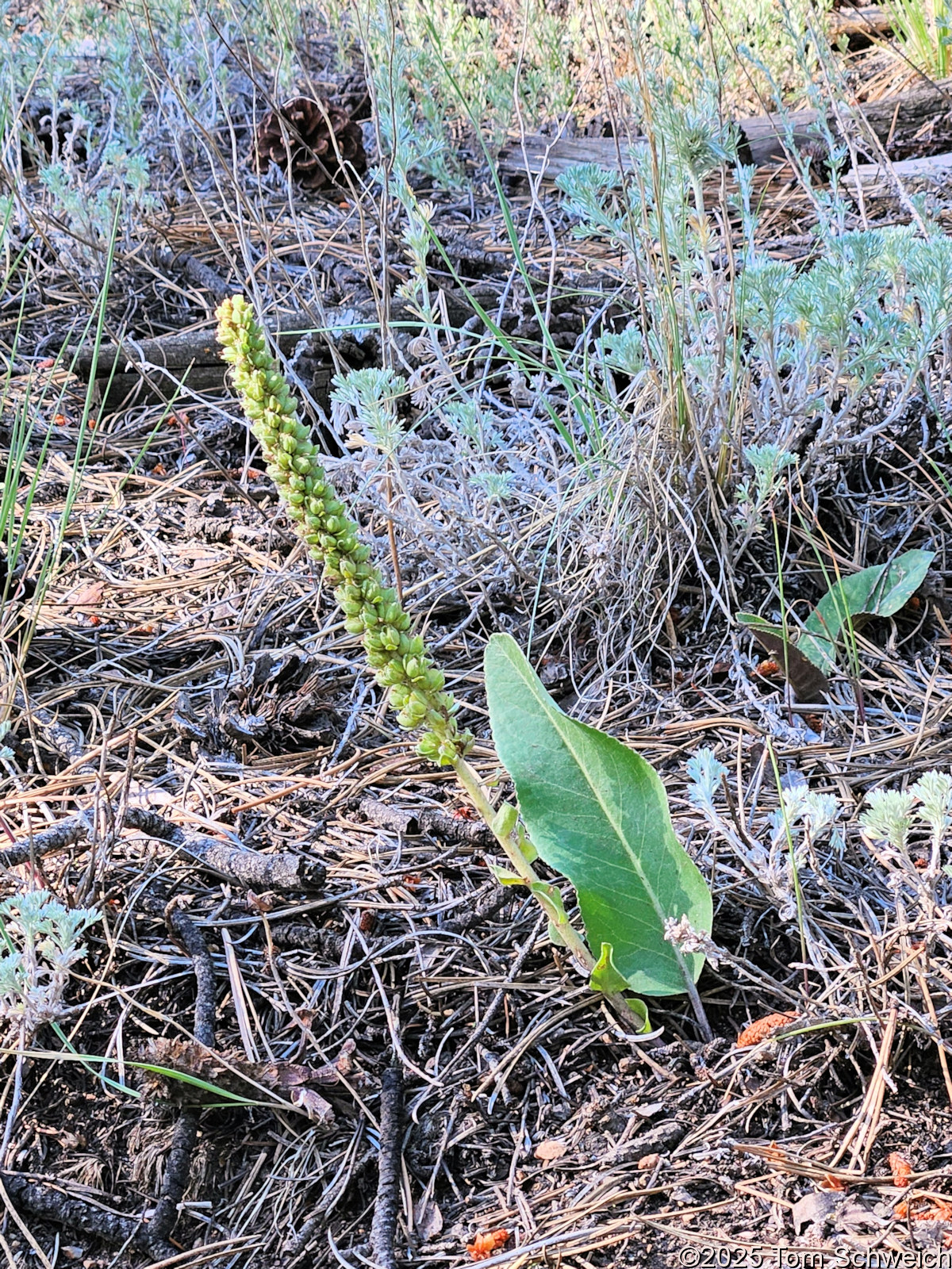 Plantaginaceae, Syntheris plantaginea