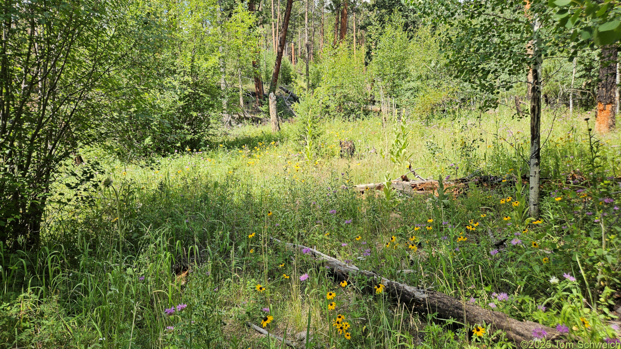 Colorado, Jefferson County, North Twin Creek