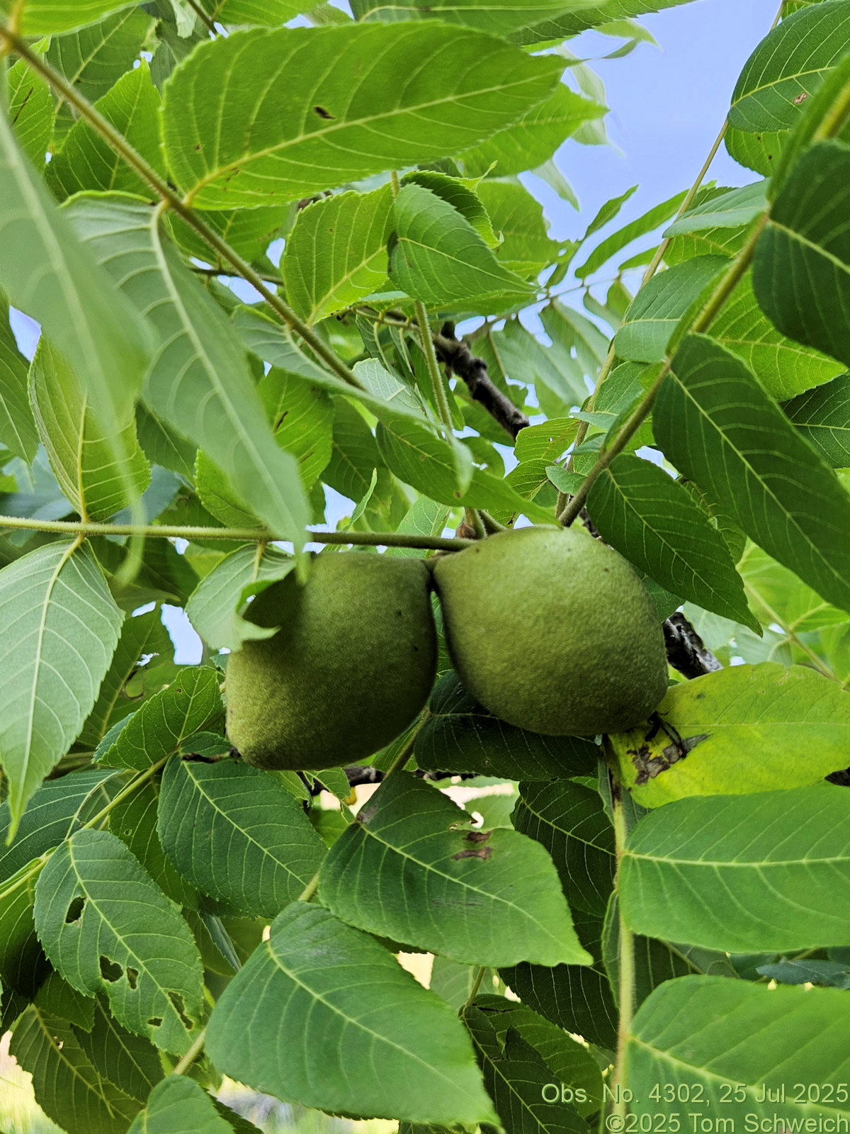 Juglandaceae, Juglans nigra
