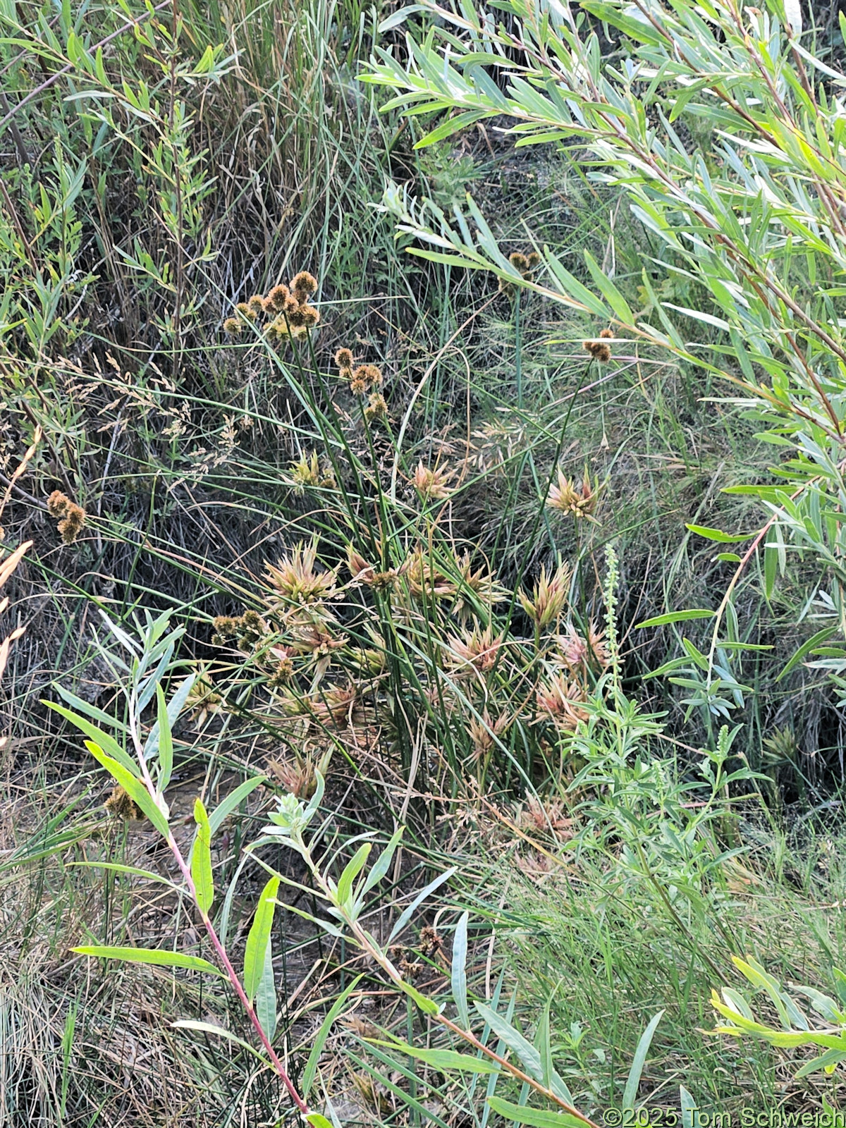 Juncaceae, Juncus torreyi