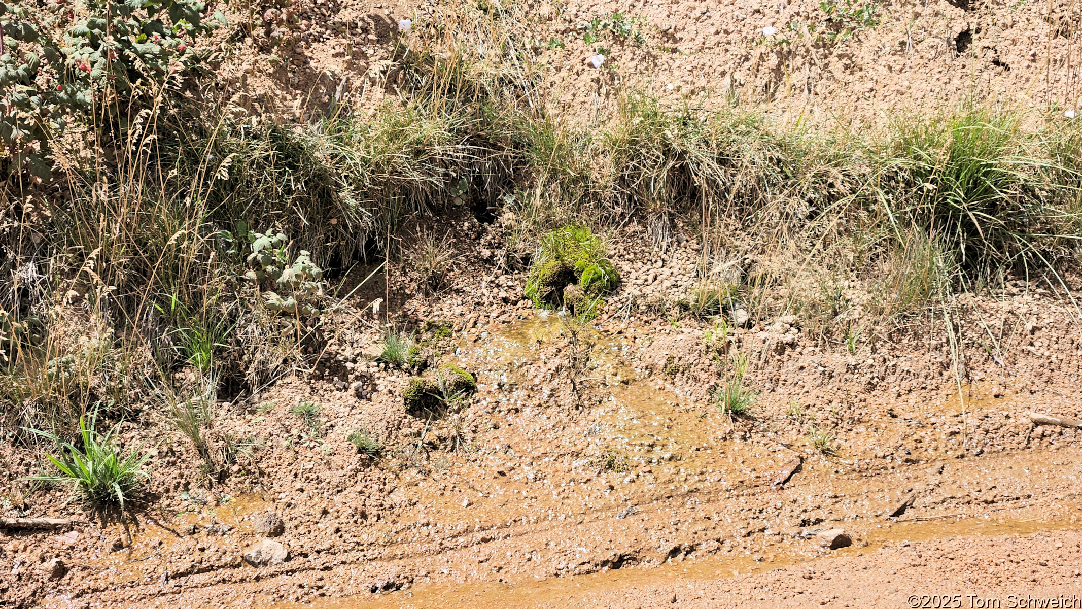 Colorado, Jefferson County, Tarryall Mountains, east slope