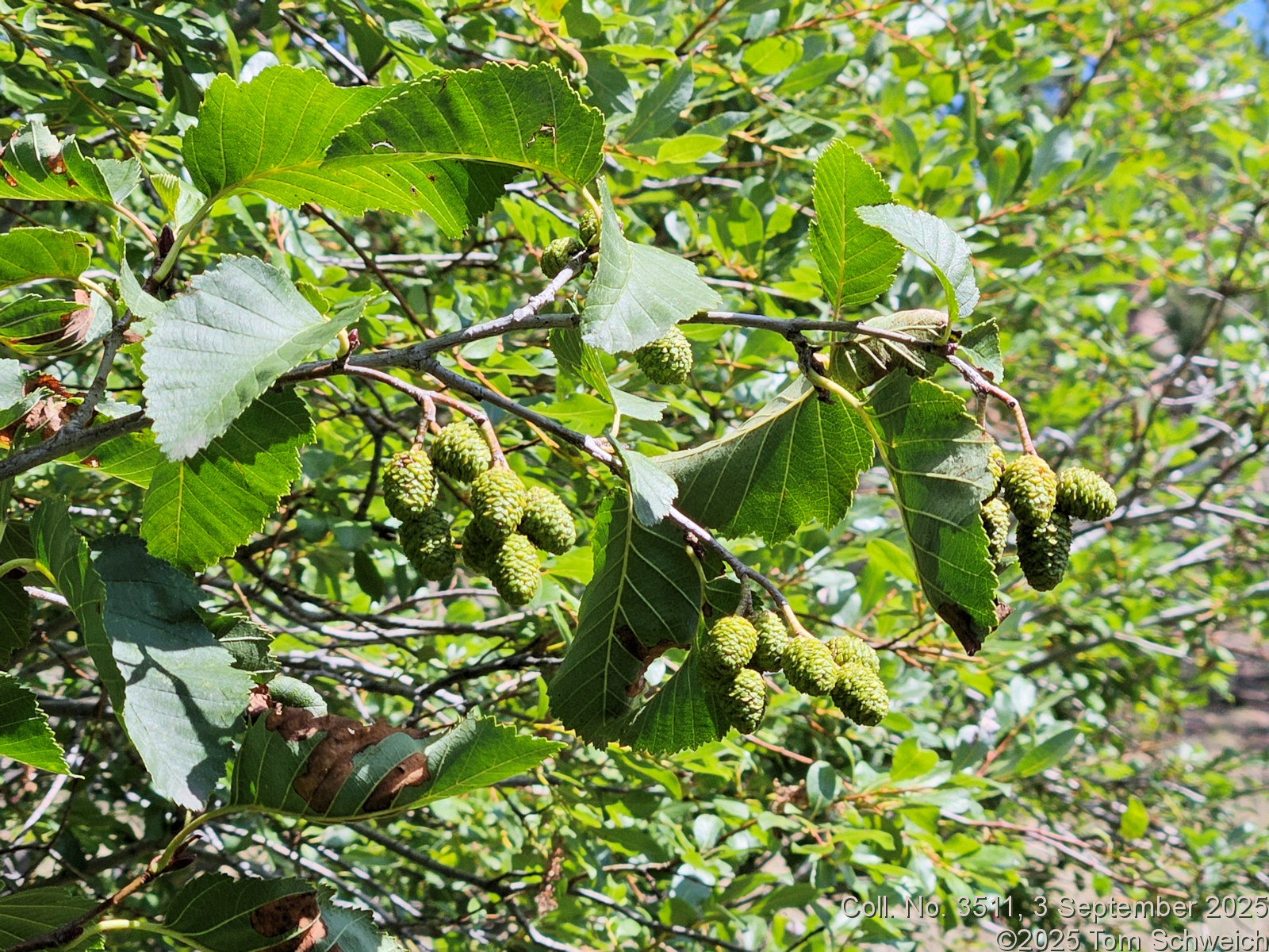 Betulaceae, Alnus incana tenuifolia