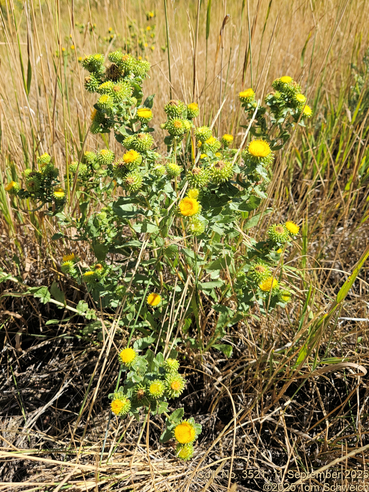 Asteraceae, Grindelia inornata