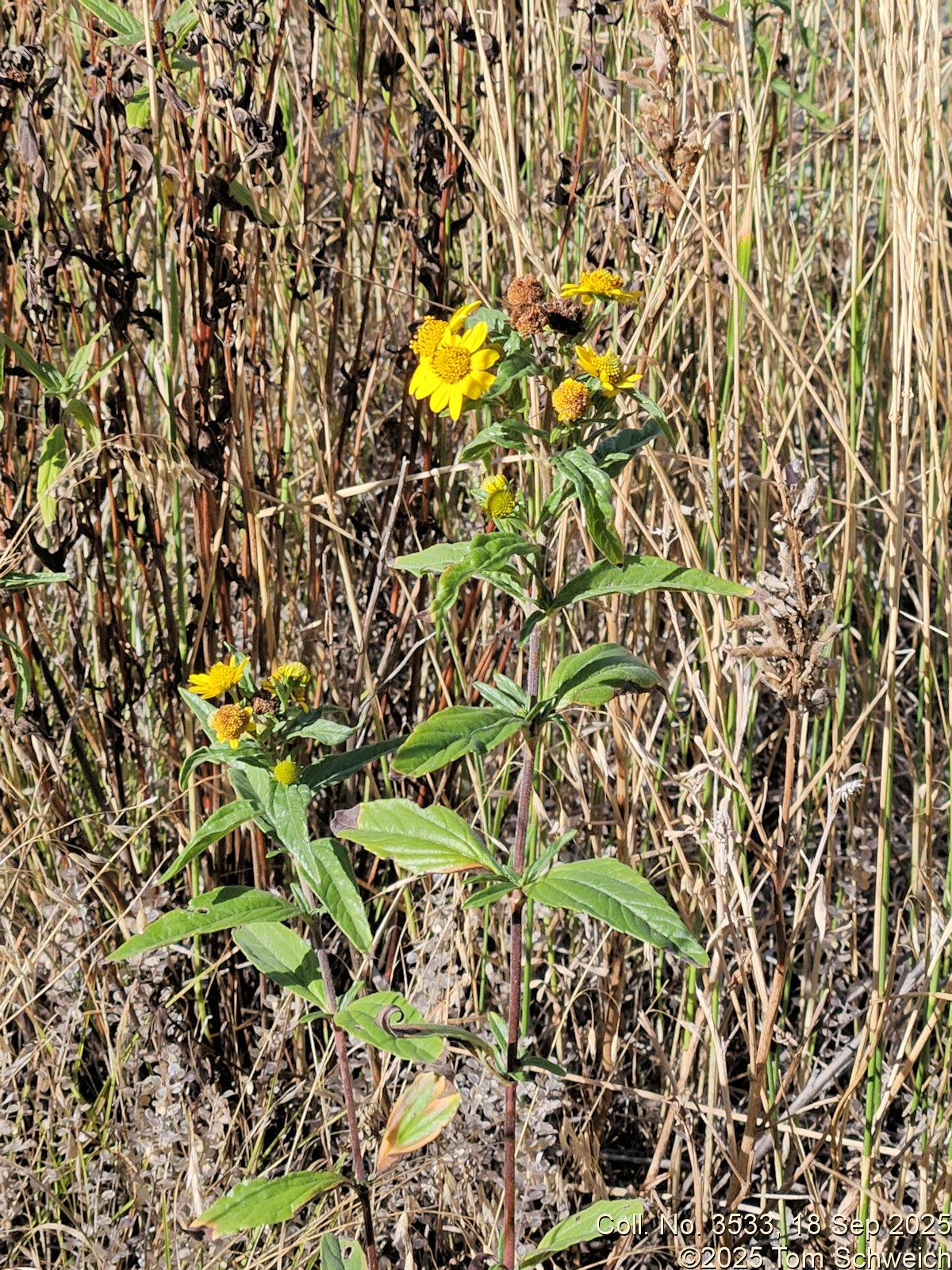 Asteraceae, Heliomeris multiflora