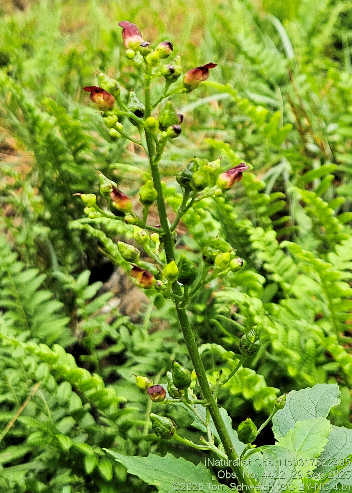 Scrophulariaceae, Scrophularia lanceolata