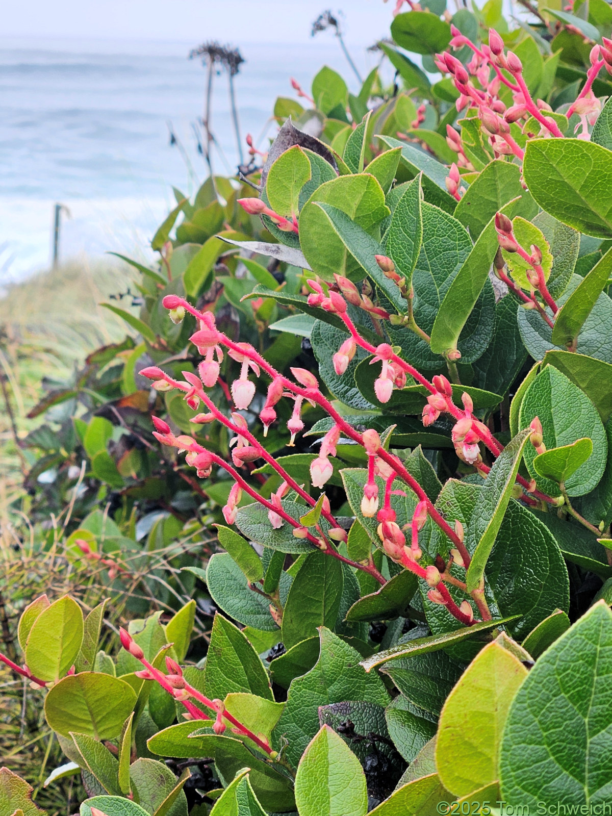 Ericaceae, Gaultheria shallon