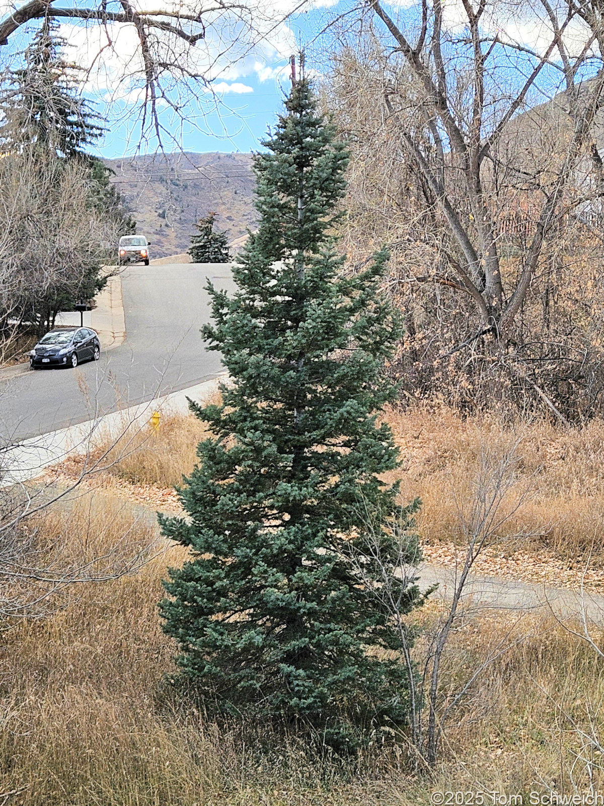 Pinaceae, Abies concolor