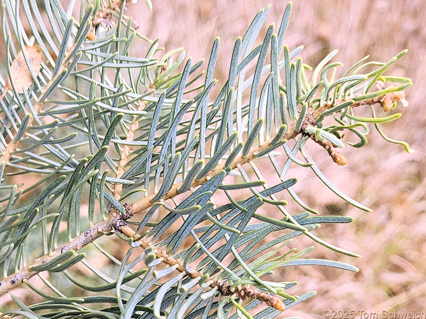 Pinaceae, Abies concolor
