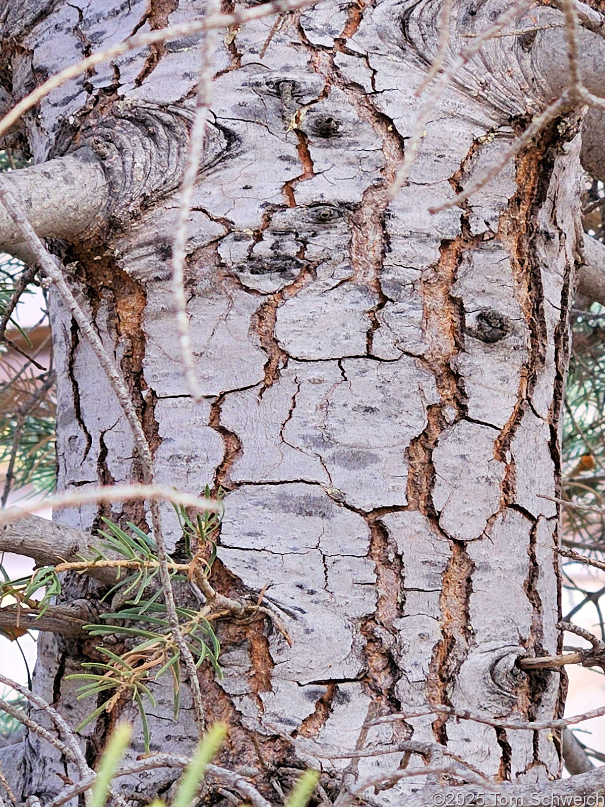 Pinaceae, Abies concolor