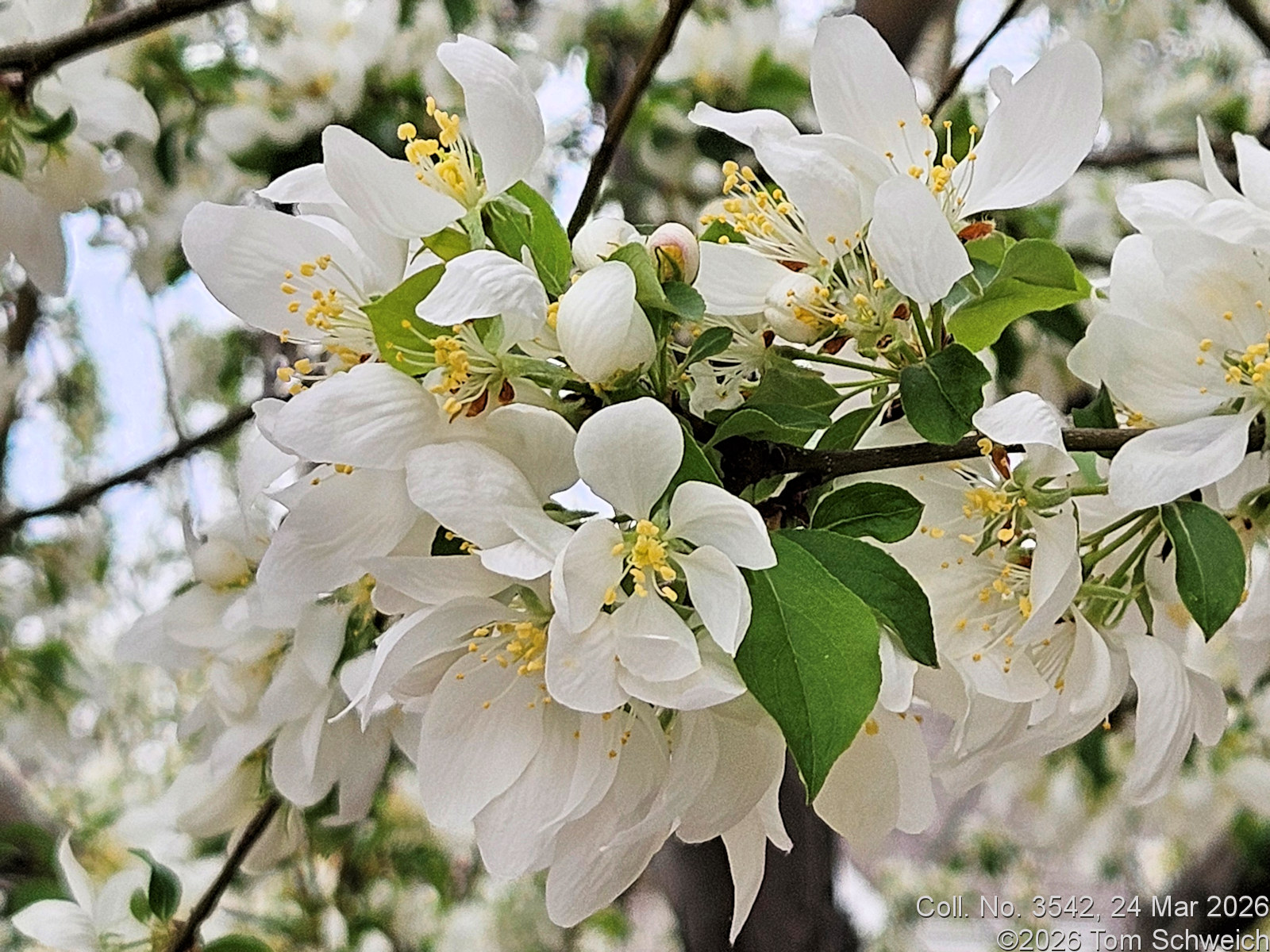Rosaceae, Malus sp.