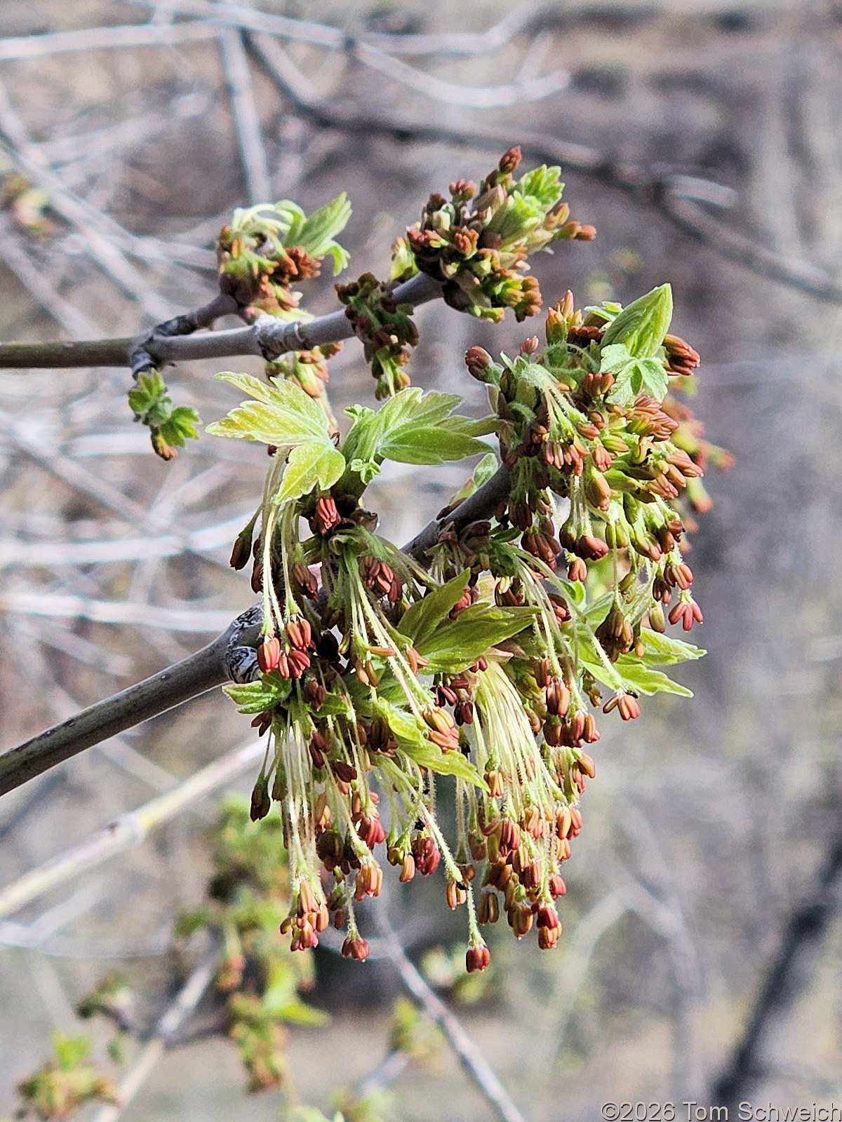 Sapindaceae, Acer negundo