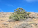 Full Size Image