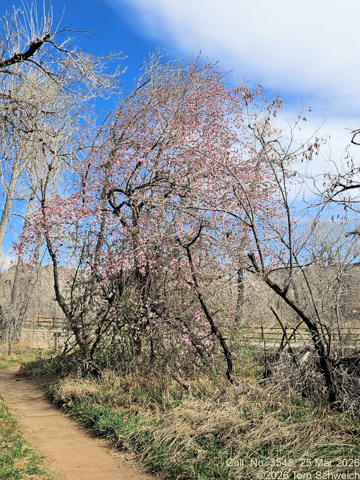 Rosaceae, Malus domestica