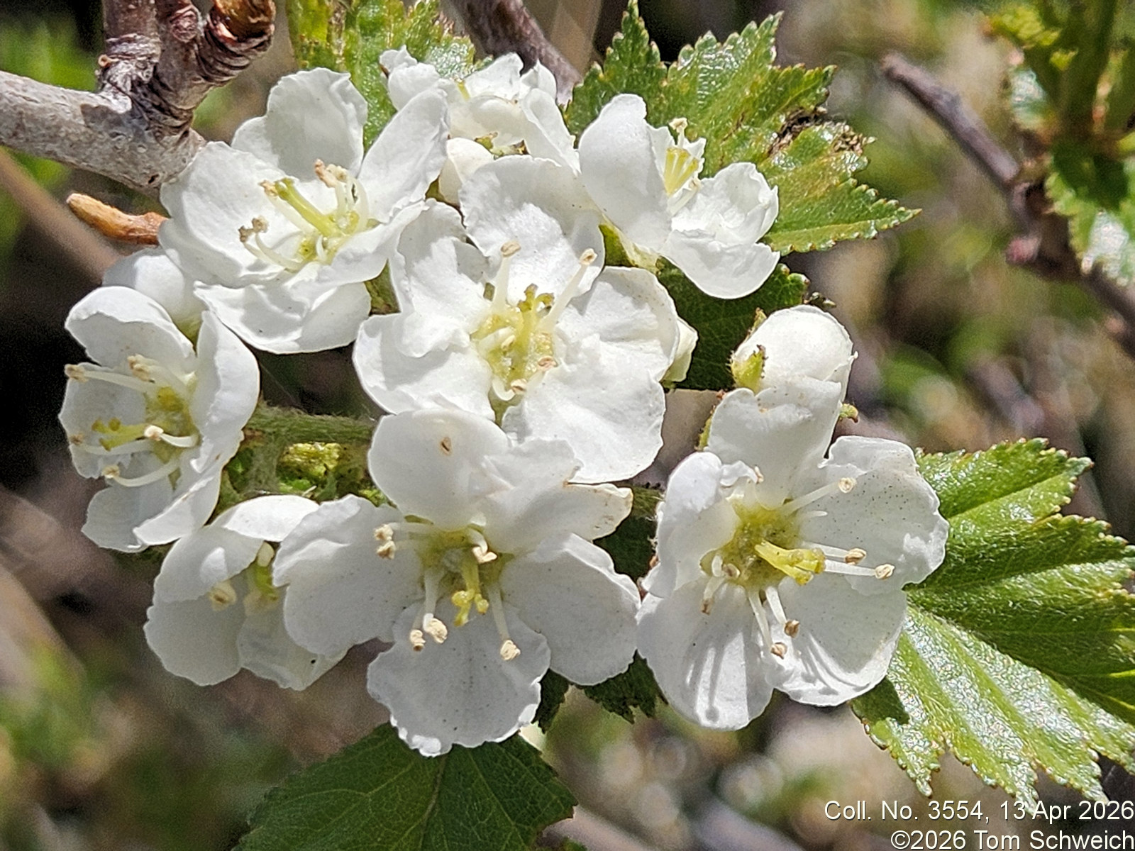 Rosaceae, Crataegus chrysocarpa