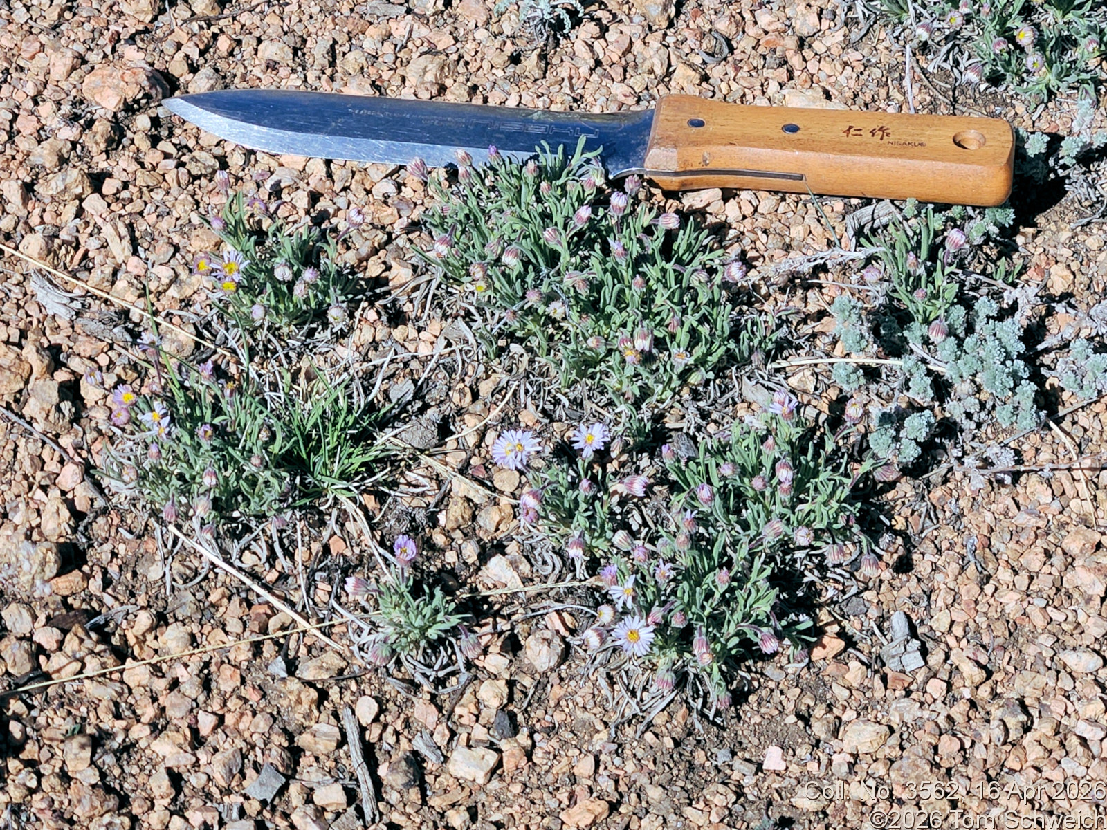 Asteraceae, Erigeron vetensis