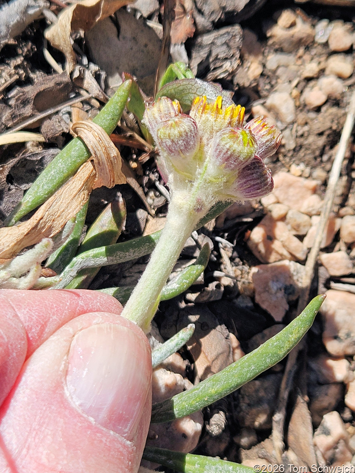 Asteraceae, Packera werneriifolia