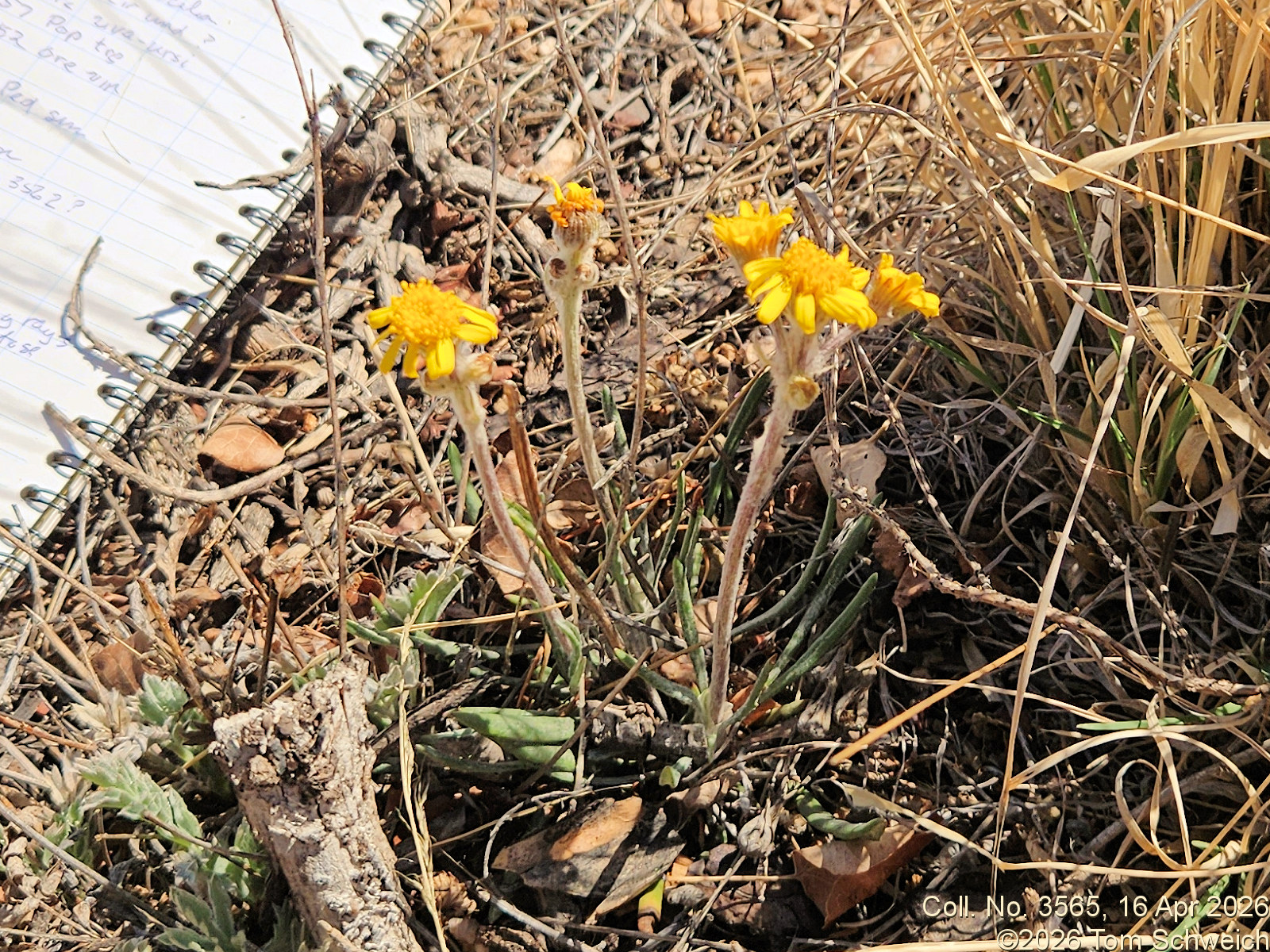 Asteraceae, Packera werneriifolia
