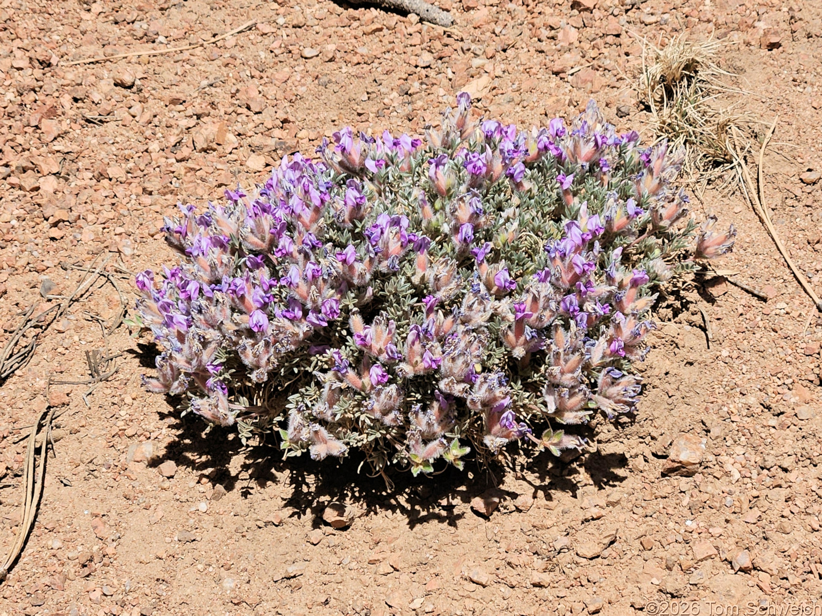 Fabaceae, Oxytropis multiceps