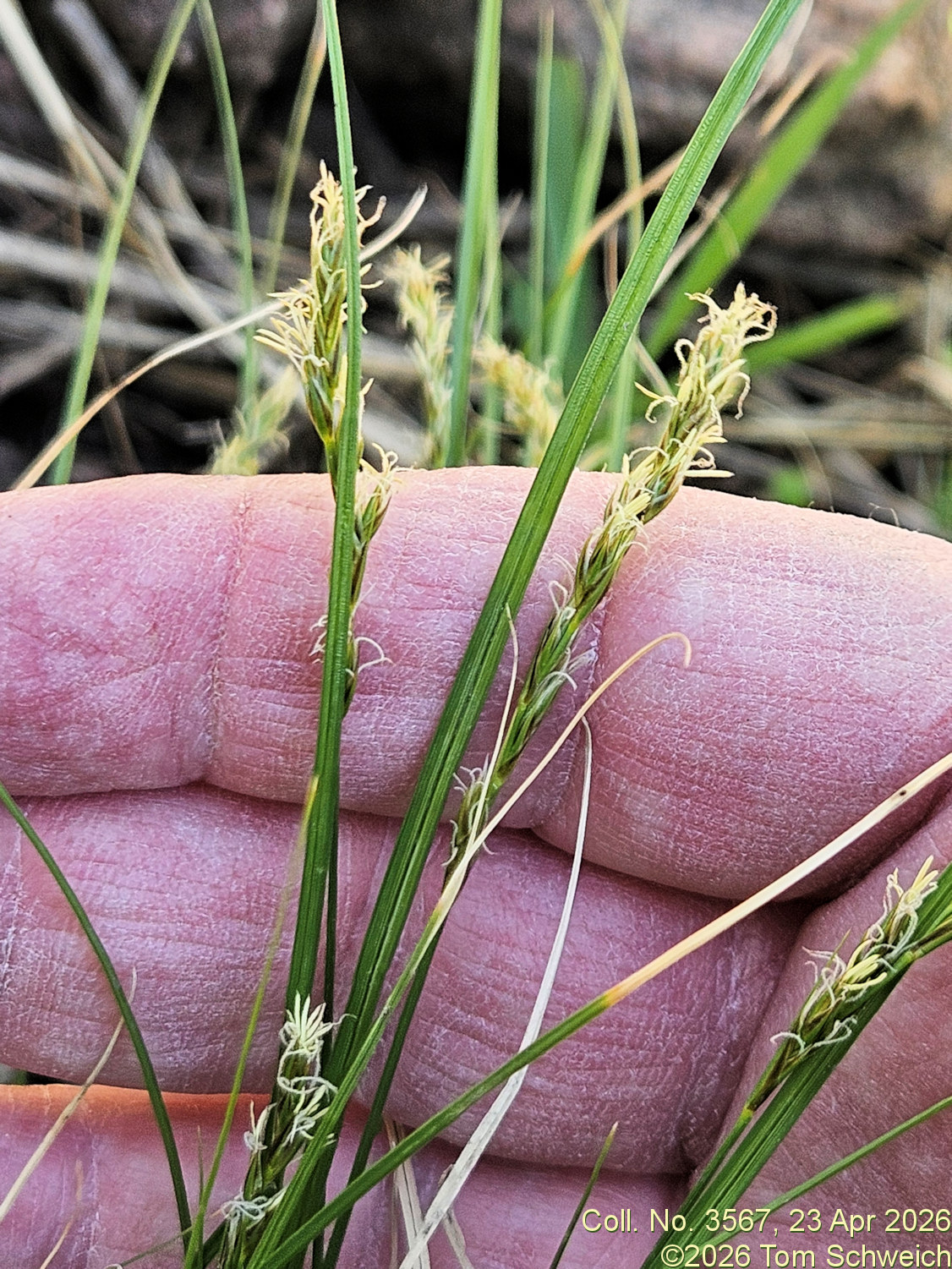 Cyperaceae, Carex occidentalis
