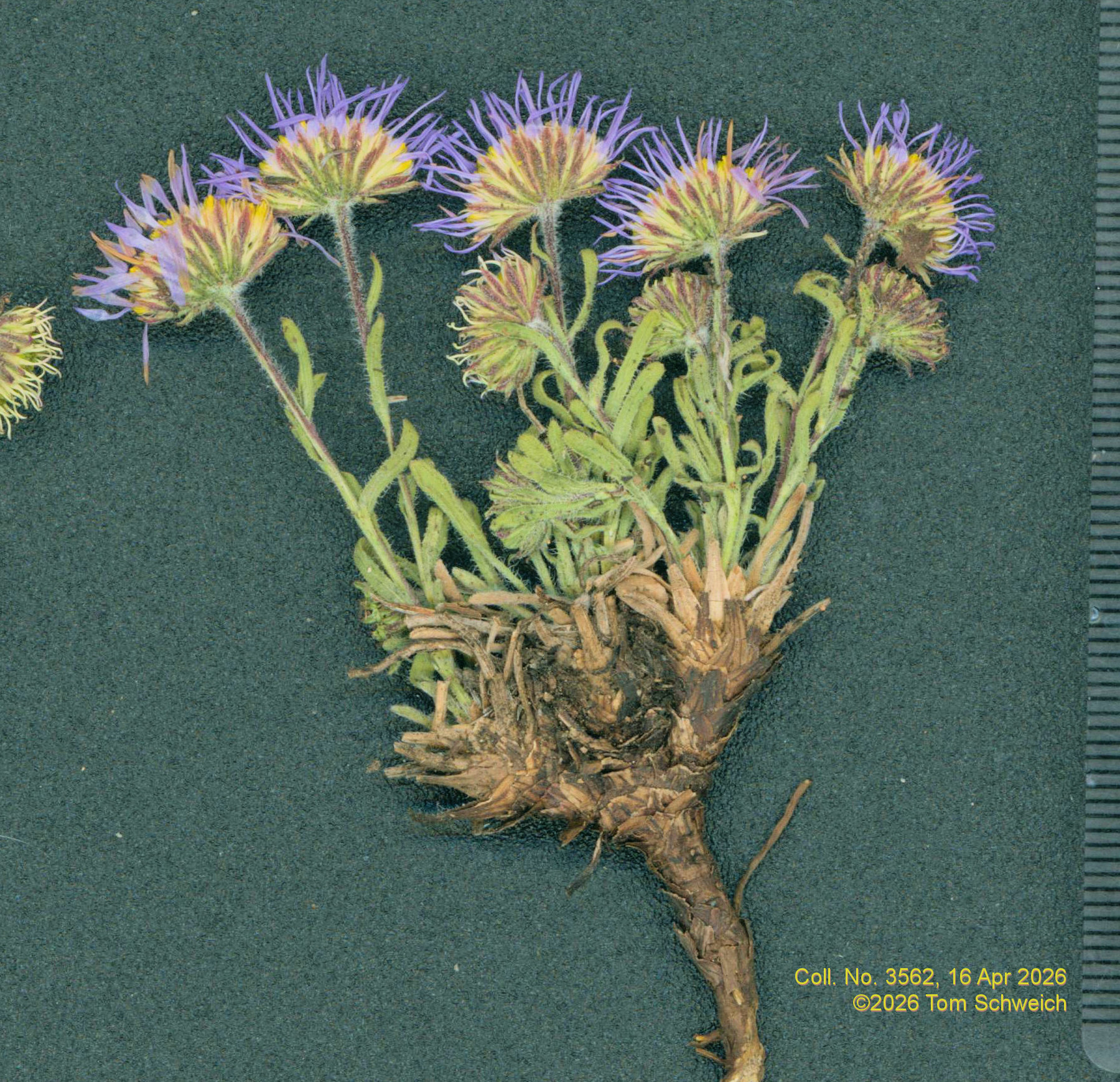 Asteraceae, Erigeron vetensis