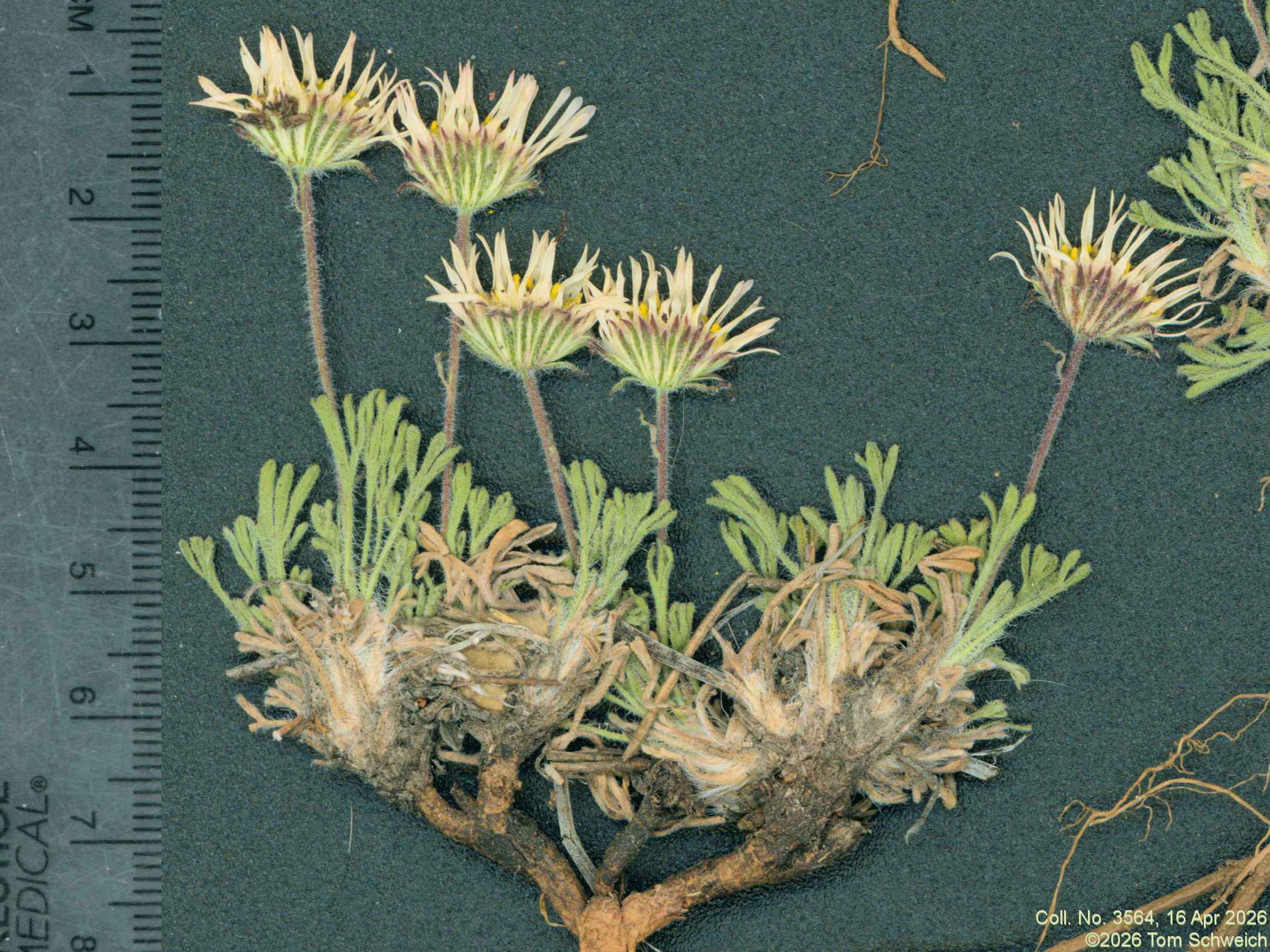 Asteraceae, Erigeron compositus