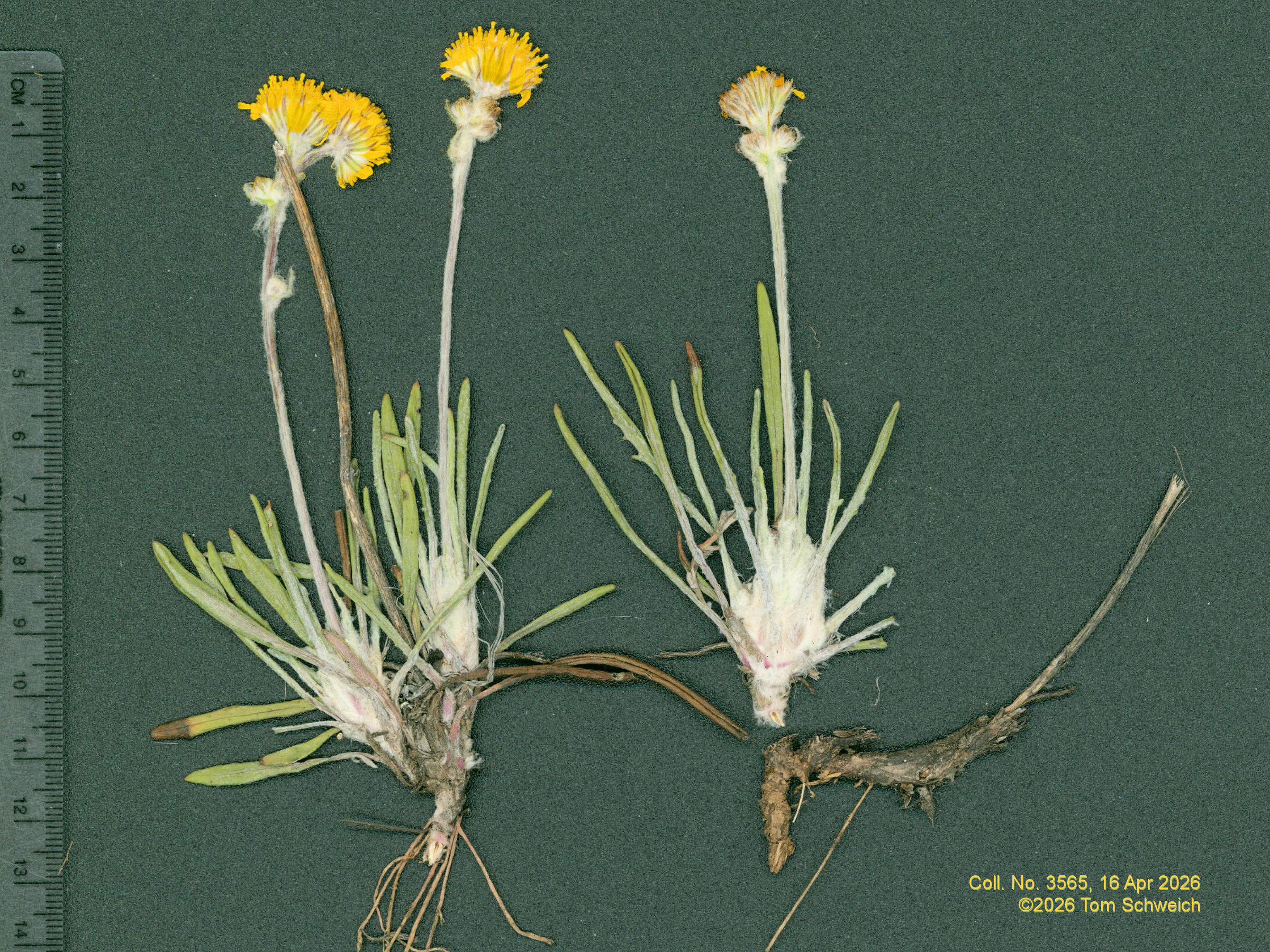 Asteraceae, Packera werneriifolia